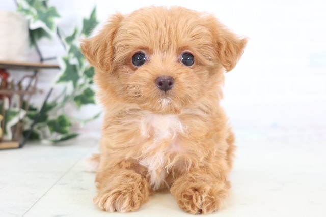 熊本県のチワプー/プーチー(チワワ×プードル) (Coo&RIKU熊本店/2025年12月21日生まれ/女の子/アプリコット)の子犬の1枚目の画像