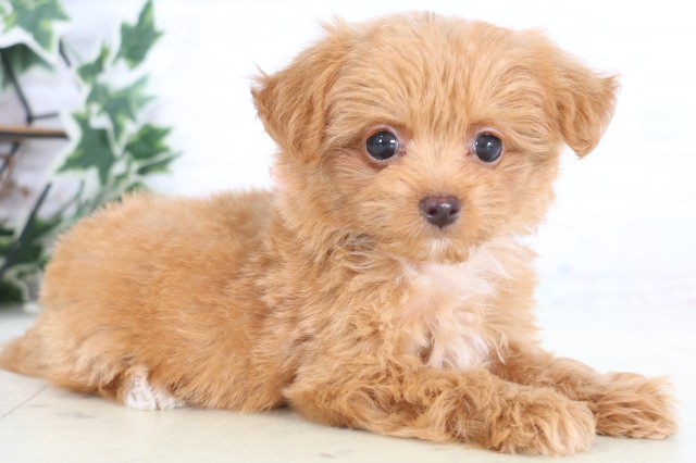 熊本県のチワプー/プーチー(チワワ×プードル) (Coo&RIKU熊本店/2025年12月21日生まれ/女の子/アプリコット)の子犬の2枚目の画像