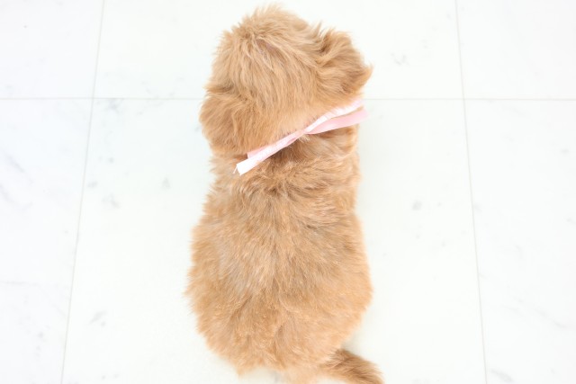 熊本県のチワプー/プーチー(チワワ×プードル) (Coo&RIKU熊本店/2025年12月21日生まれ/女の子/アプリコット)の子犬の4枚目の画像