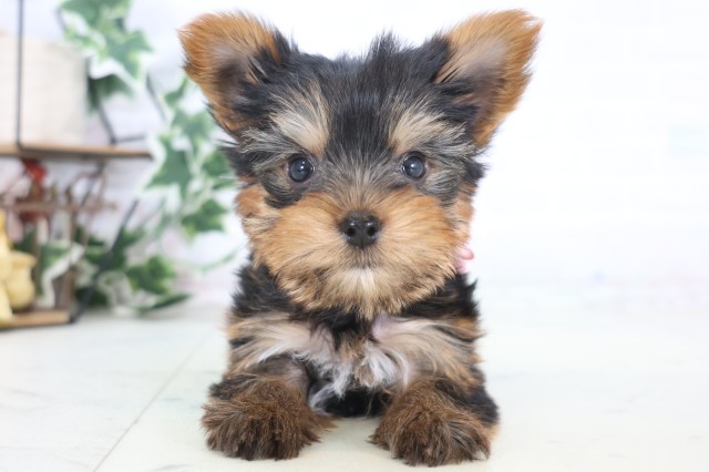 ヨークシャーテリア