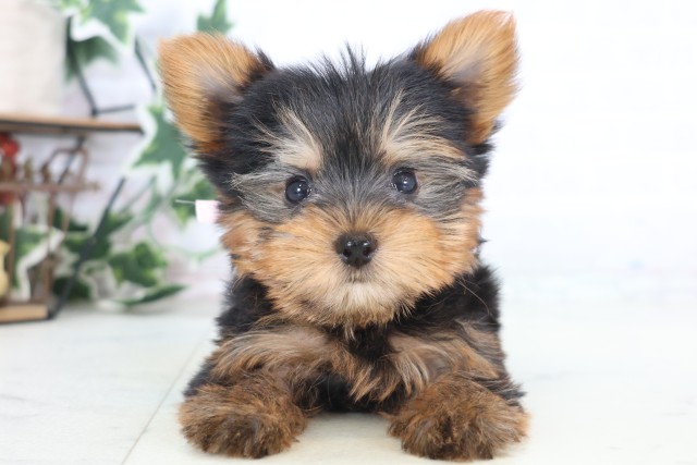 福岡県のヨークシャーテリア (Coo&RIKU行橋店/2025年12月21日生まれ/女の子/スチールブルータン)の子犬の1枚目の画像