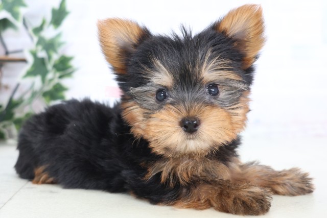 福岡県のヨークシャーテリア (Coo&RIKU行橋店/2025年12月21日生まれ/女の子/スチールブルータン)の子犬の2枚目の画像