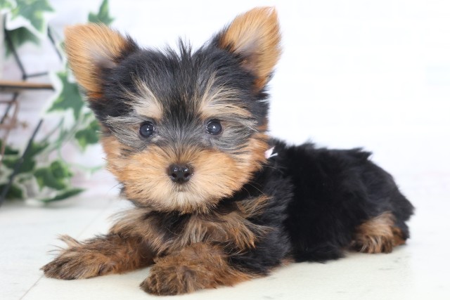 福岡県のヨークシャーテリア (Coo&RIKU行橋店/2025年12月21日生まれ/女の子/スチールブルータン)の子犬の3枚目の画像