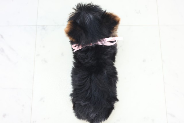 福岡県のヨークシャーテリア (Coo&RIKU行橋店/2025年12月21日生まれ/女の子/スチールブルータン)の子犬の4枚目の画像