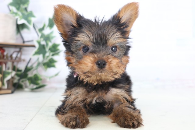 熊本県のヨークシャーテリア (Coo&RIKU宇土シティモール店/2025年12月21日生まれ/女の子/スチールブルータン)の子犬