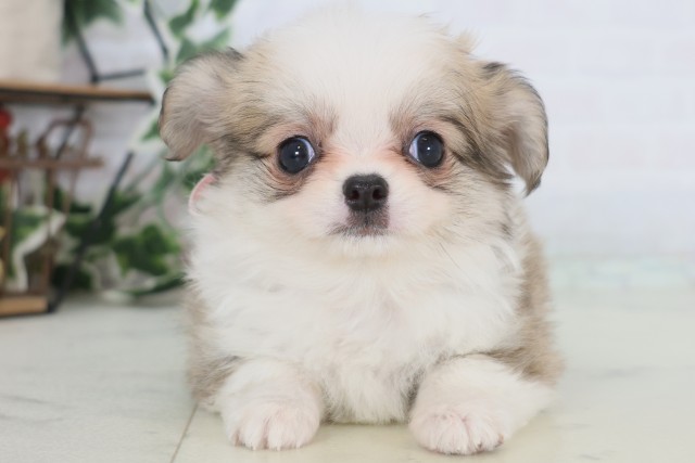 福岡県のチワワ(ロング) (Coo&RIKUゆめタウン飯塚店/2025年12月23日生まれ/女の子/フォーンホワイト)の子犬の1枚目の画像