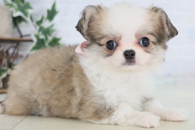 福岡県のチワワ(ロング) (Coo&RIKUゆめタウン飯塚店/2025年12月23日生まれ/女の子/フォーンホワイト)の子犬の2枚目の画像