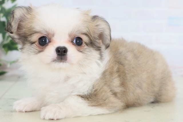 福岡県のチワワ(ロング) (Coo&RIKUゆめタウン飯塚店/2025年12月23日生まれ/女の子/フォーンホワイト)の子犬の3枚目の画像