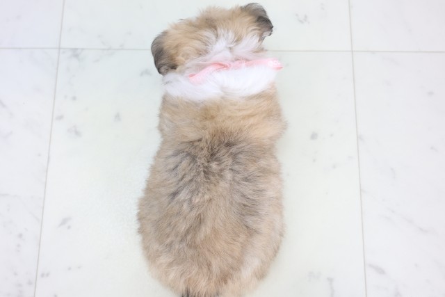 福岡県のチワワ(ロング) (Coo&RIKUゆめタウン飯塚店/2025年12月23日生まれ/女の子/フォーンホワイト)の子犬の4枚目の画像