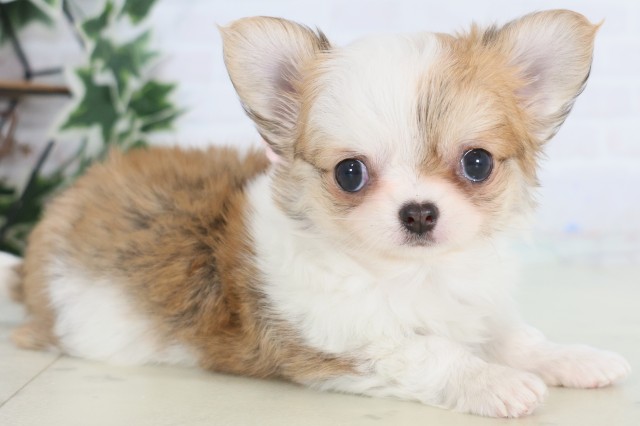 佐賀県のチワワ(ロング) (Coo&RIKU佐賀神埼店/2025年12月23日生まれ/女の子/フォーンホワイト)の子犬の2枚目の画像