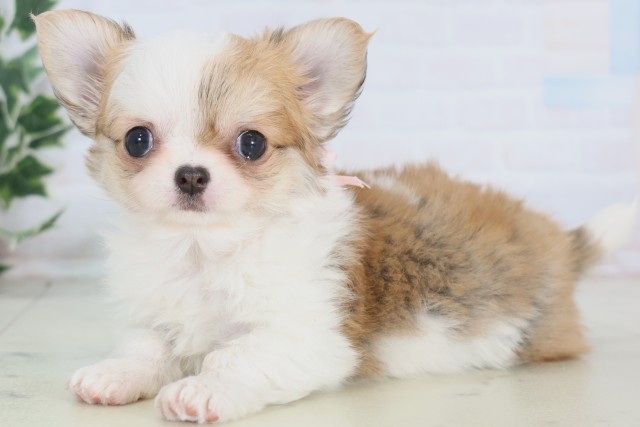 佐賀県のチワワ(ロング) (Coo&RIKU佐賀神埼店/2025年12月23日生まれ/女の子/フォーンホワイト)の子犬の3枚目の画像