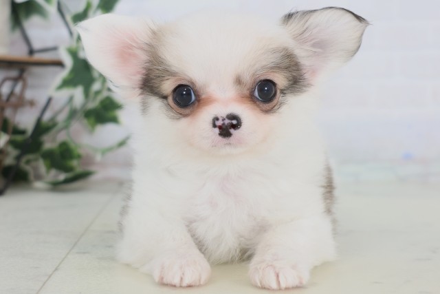 福岡県のチワワ(ロング) (Coo&RIKUゆめタウン飯塚店/2025年12月23日生まれ/男の子/フォーンホワイト)の子犬の1枚目の画像