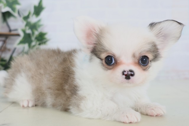 福岡県のチワワ(ロング) (Coo&RIKUゆめタウン飯塚店/2025年12月23日生まれ/男の子/フォーンホワイト)の子犬の2枚目の画像