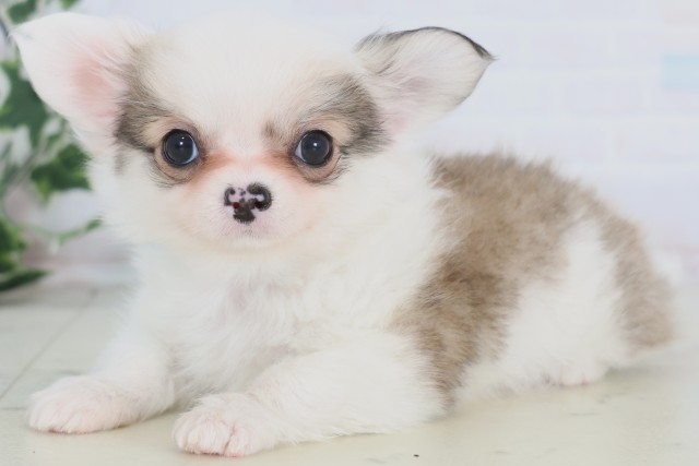 福岡県のチワワ(ロング) (Coo&RIKUゆめタウン飯塚店/2025年12月23日生まれ/男の子/フォーンホワイト)の子犬の3枚目の画像