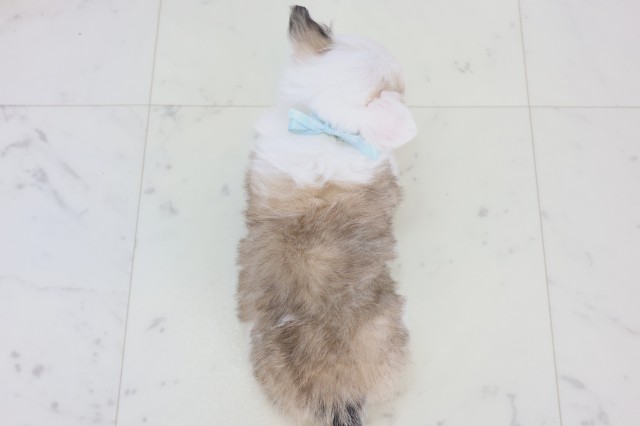 福岡県のチワワ(ロング) (Coo&RIKUゆめタウン飯塚店/2025年12月23日生まれ/男の子/フォーンホワイト)の子犬の4枚目の画像