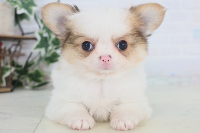 佐賀県のチワワ(ロング) (Coo&RIKU佐賀神埼店/2025年12月23日生まれ/男の子/フォーンホワイト)の子犬の1枚目の画像