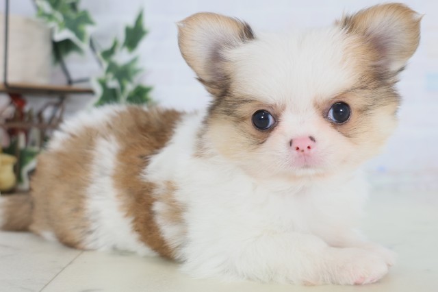 佐賀県のチワワ(ロング) (Coo&RIKU佐賀神埼店/2025年12月23日生まれ/男の子/フォーンホワイト)の子犬の2枚目の画像