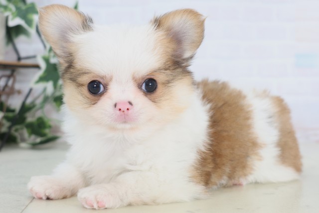 佐賀県のチワワ(ロング) (Coo&RIKU佐賀神埼店/2025年12月23日生まれ/男の子/フォーンホワイト)の子犬の3枚目の画像