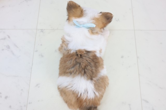 佐賀県のチワワ(ロング) (Coo&RIKU佐賀神埼店/2025年12月23日生まれ/男の子/フォーンホワイト)の子犬の4枚目の画像