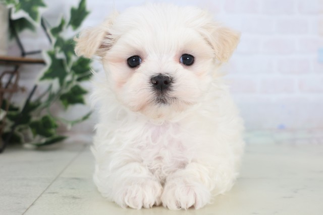 長崎県のマルチーズ (Coo&RIKU長崎浜町店/2025年12月22日生まれ/女の子/ホワイト)の子犬