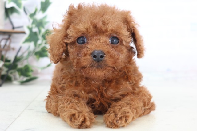 福岡県のトイプードル(トイ) (Coo&RIKU小倉店/2025年12月22日生まれ/女の子/アプリコット)の子犬の1枚目の画像