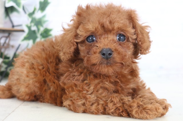 福岡県のトイプードル(トイ) (Coo&RIKU小倉店/2025年12月22日生まれ/女の子/アプリコット)の子犬の2枚目の画像