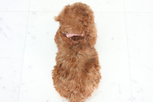 福岡県のトイプードル(トイ) (Coo&RIKU小倉店/2025年12月22日生まれ/女の子/アプリコット)の子犬の4枚目の画像