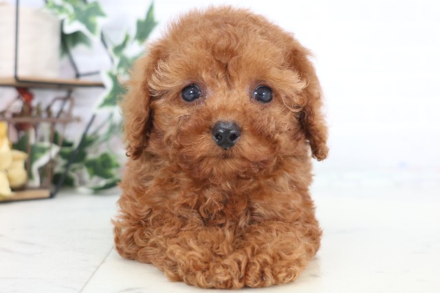 鹿児島県のトイプードル(トイ) (Coo&RIKU鹿児島店/2025年12月22日生まれ/女の子/アプリコット)の子犬の1枚目の画像