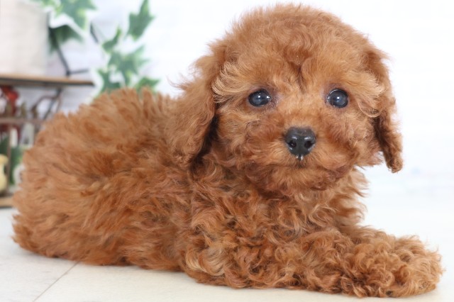 鹿児島県のトイプードル(トイ) (Coo&RIKU鹿児島店/2025年12月22日生まれ/女の子/アプリコット)の子犬の2枚目の画像