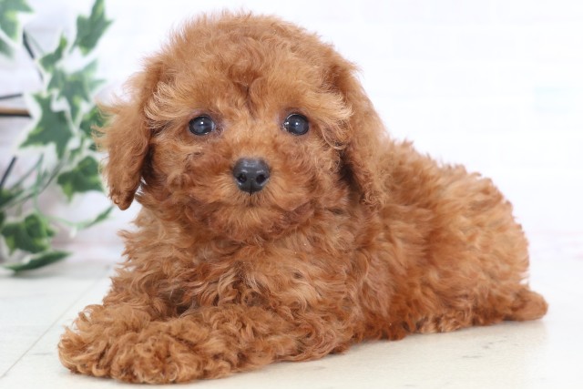 鹿児島県のトイプードル(トイ) (Coo&RIKU鹿児島店/2025年12月22日生まれ/女の子/アプリコット)の子犬の3枚目の画像