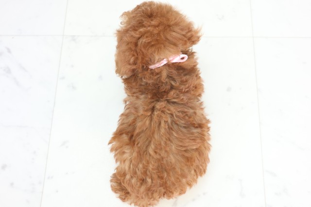 鹿児島県のトイプードル(トイ) (Coo&RIKU鹿児島店/2025年12月22日生まれ/女の子/アプリコット)の子犬の4枚目の画像