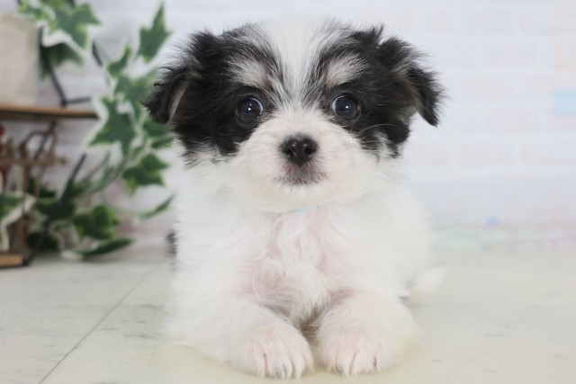 熊本県のチワマル/マルチワ(チワワ×マルチーズ) (Coo&RIKU宇土シティモール店/2025年12月22日生まれ/男の子/ホワイトブラック)の子犬の1枚目の画像