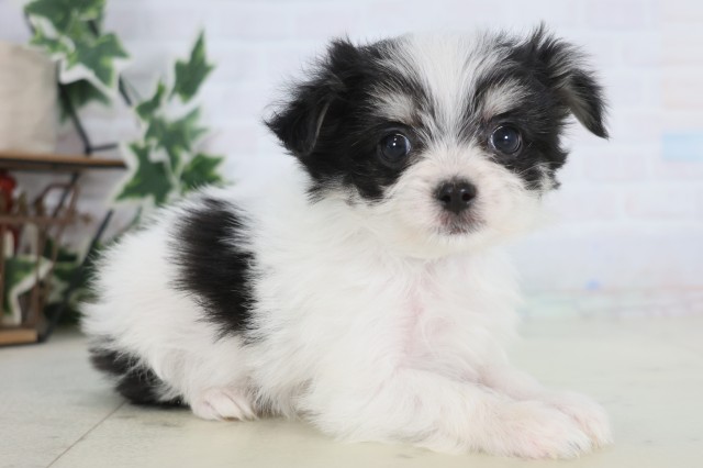 熊本県のチワマル/マルチワ(チワワ×マルチーズ) (Coo&RIKU宇土シティモール店/2025年12月22日生まれ/男の子/ホワイトブラック)の子犬の2枚目の画像