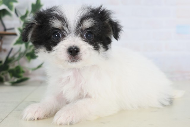 熊本県のチワマル/マルチワ(チワワ×マルチーズ) (Coo&RIKU宇土シティモール店/2025年12月22日生まれ/男の子/ホワイトブラック)の子犬の3枚目の画像