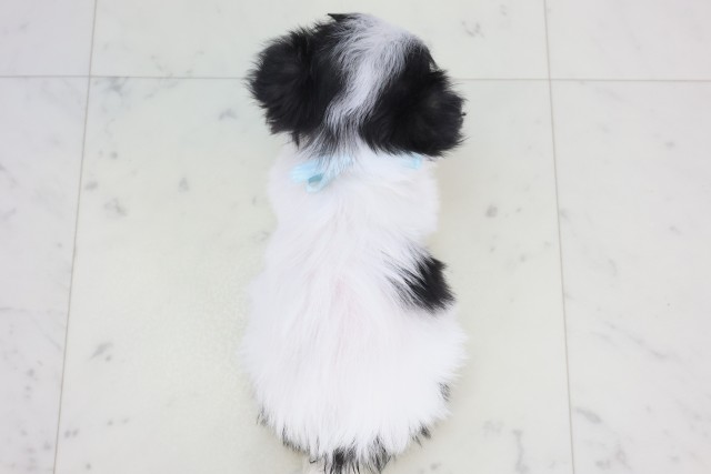 熊本県のチワマル/マルチワ(チワワ×マルチーズ) (Coo&RIKU宇土シティモール店/2025年12月22日生まれ/男の子/ホワイトブラック)の子犬の4枚目の画像