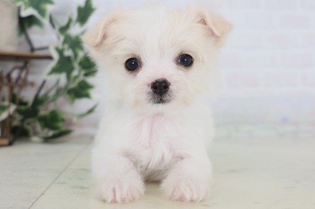 鹿児島県のチワマル/マルチワ(チワワ×マルチーズ) (Coo&RIKU鹿児島店/2025年12月22日生まれ/男の子/クリーム)の子犬の1枚目の画像