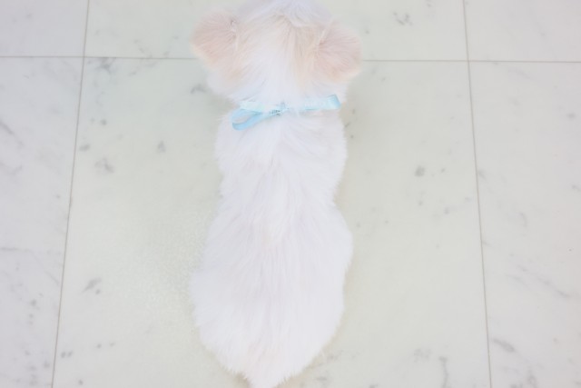 鹿児島県のチワマル/マルチワ(チワワ×マルチーズ) (Coo&RIKU鹿児島店/2025年12月22日生まれ/男の子/クリーム)の子犬の4枚目の画像