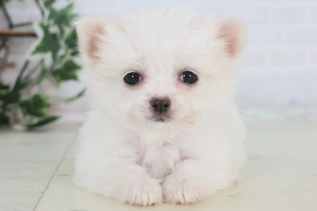 熊本県のチワマル/マルチワ(チワワ×マルチーズ) (Coo&RIKU熊本店/2025年12月22日生まれ/女の子/クリーム)の子犬の1枚目の画像