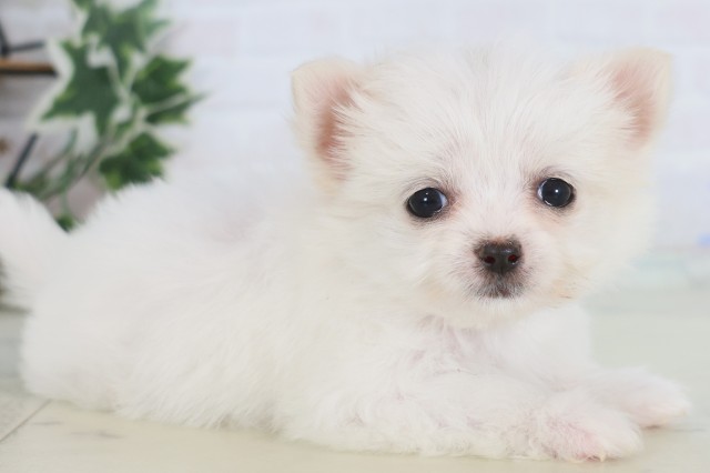 熊本県のチワマル/マルチワ(チワワ×マルチーズ) (Coo&RIKU熊本店/2025年12月22日生まれ/女の子/クリーム)の子犬の2枚目の画像