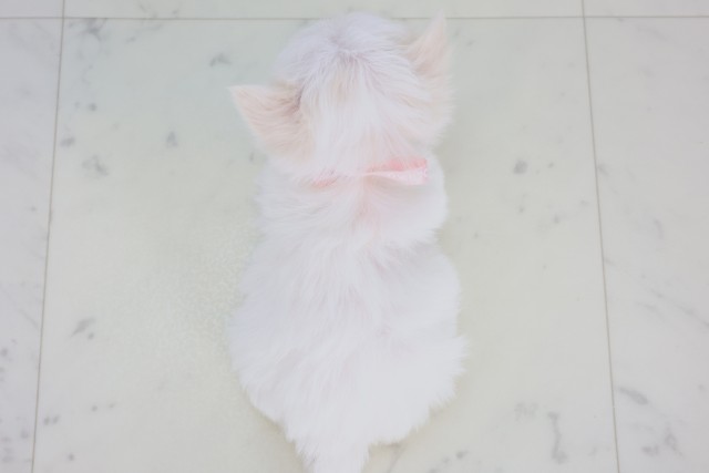 熊本県のチワマル/マルチワ(チワワ×マルチーズ) (Coo&RIKU熊本店/2025年12月22日生まれ/女の子/クリーム)の子犬の4枚目の画像