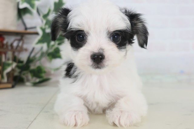 鹿児島県のチワマル/マルチワ(チワワ×マルチーズ) (Coo&RIKU鹿児島店/2025年12月22日生まれ/女の子/ホワイトブラック)の子犬の1枚目の画像