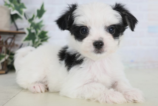 鹿児島県のチワマル/マルチワ(チワワ×マルチーズ) (Coo&RIKU鹿児島店/2025年12月22日生まれ/女の子/ホワイトブラック)の子犬の2枚目の画像