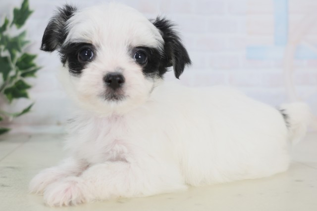 鹿児島県のチワマル/マルチワ(チワワ×マルチーズ) (Coo&RIKU鹿児島店/2025年12月22日生まれ/女の子/ホワイトブラック)の子犬の3枚目の画像