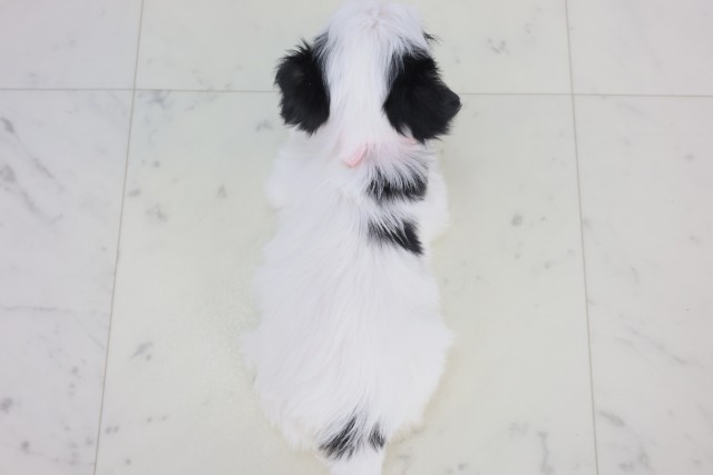 鹿児島県のチワマル/マルチワ(チワワ×マルチーズ) (Coo&RIKU鹿児島店/2025年12月22日生まれ/女の子/ホワイトブラック)の子犬の4枚目の画像