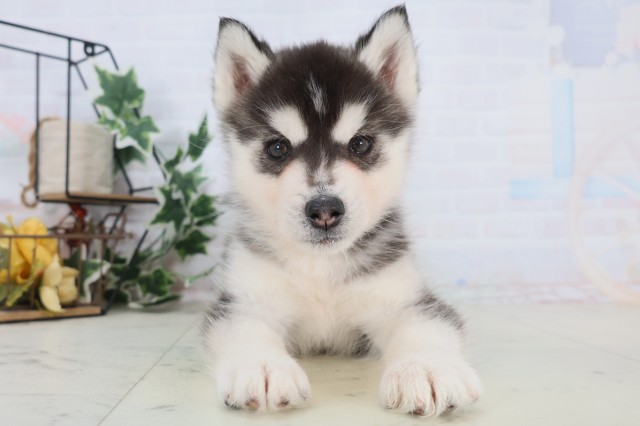 シベリアンハスキー