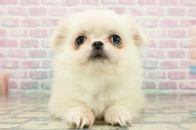 東京都のチワペキ/ペキチー/ペキチワ(チワワ×ペキニーズ) (Coo&RIKU池袋西口店/2025年12月20日生まれ/男の子/クリームホワイト)の子犬の1枚目の画像