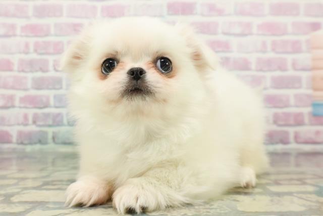 東京都のチワペキ/ペキチー/ペキチワ(チワワ×ペキニーズ) (Coo&RIKU池袋西口店/2025年12月20日生まれ/男の子/クリームホワイト)の子犬の2枚目の画像