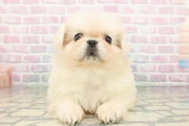 東京都のペキニーズ (Coo&RIKU赤坂店/2025年12月23日生まれ/男の子/ホワイト)の子犬の1枚目の画像