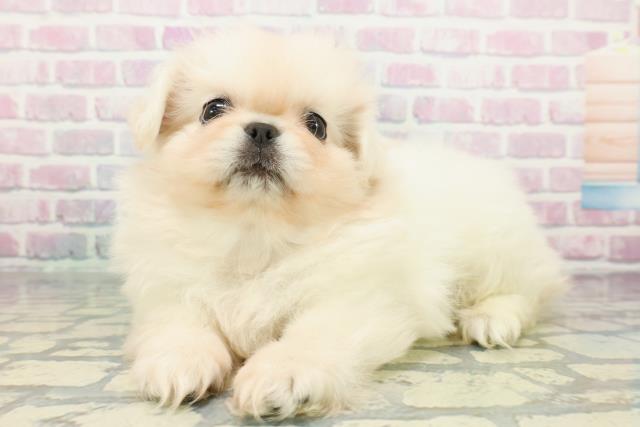 東京都のペキニーズ (Coo&RIKU赤坂店/2025年12月23日生まれ/男の子/ホワイト)の子犬の2枚目の画像