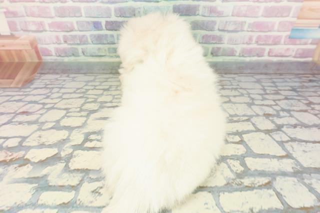 東京都のペキニーズ (Coo&RIKU赤坂店/2025年12月23日生まれ/男の子/ホワイト)の子犬の4枚目の画像